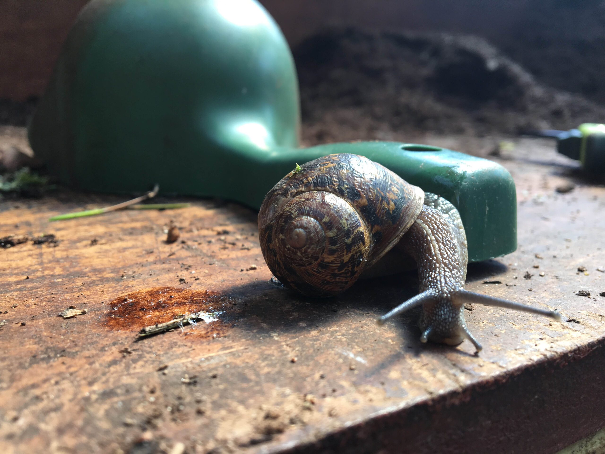 "They're a massive nuisance" - but here is why you need to make friends with slugs and snails anyway