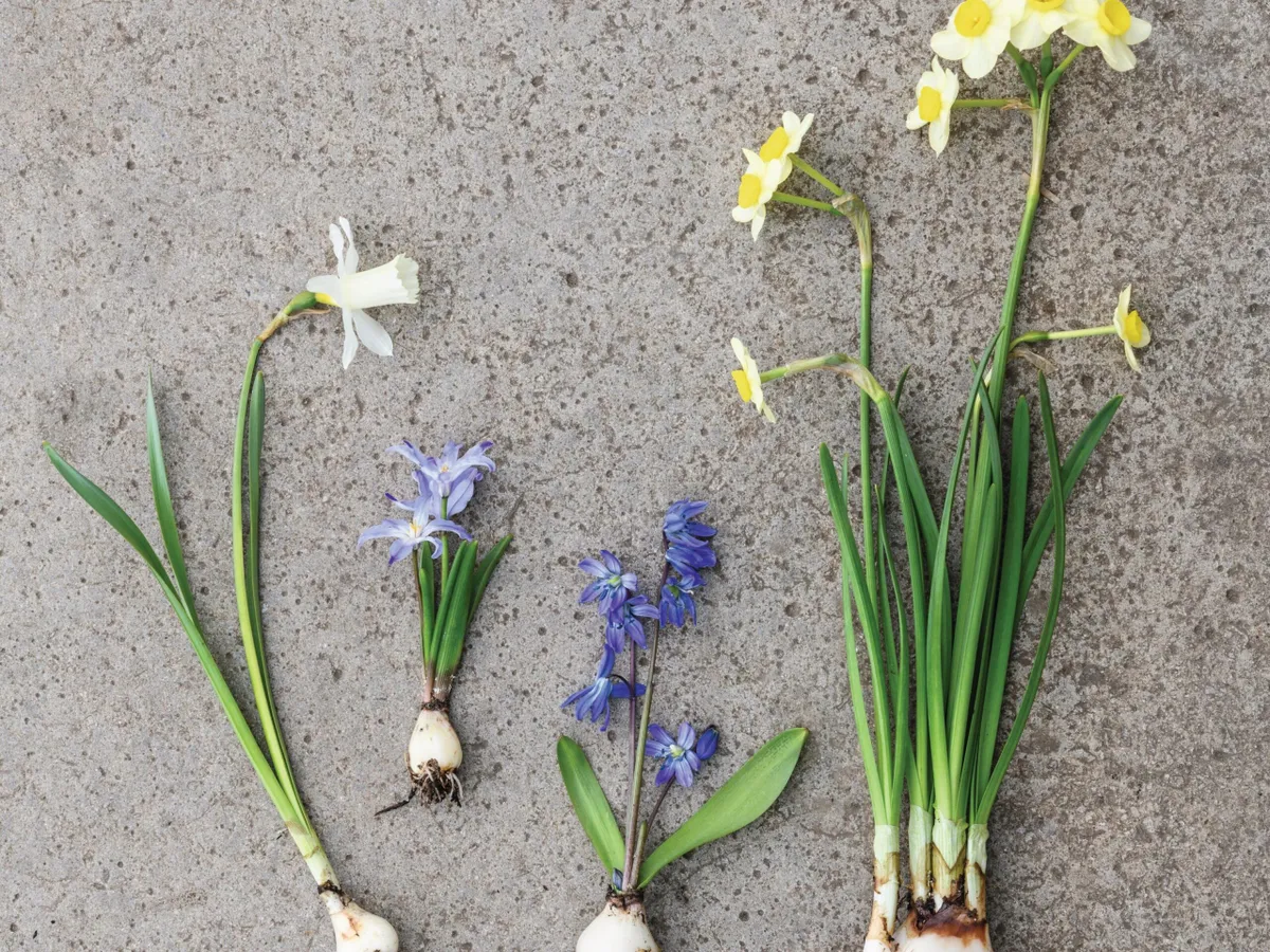 Bulbs used in Jo Thompson's early spring pot plant