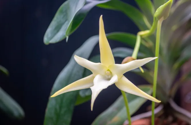 Angraecum sesquipedale 'Darwin's orchid' in the Princess of Wales Conservatory, 2024. © Ines Stuart Davidson RBG Kew
