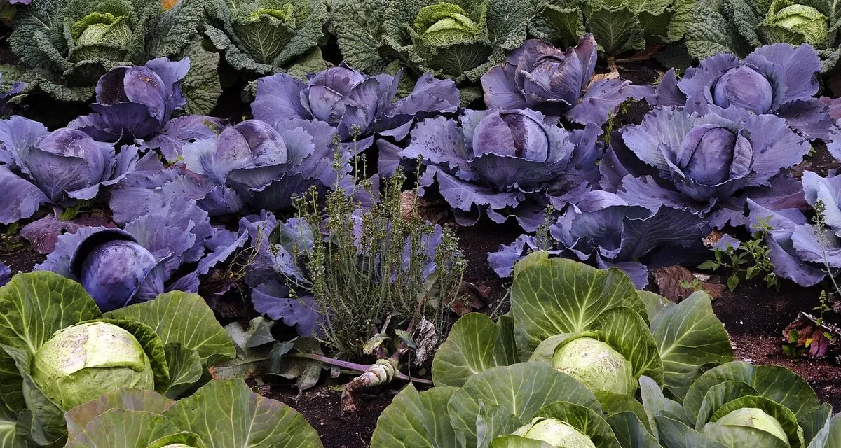 A vegetable patch with cabbages