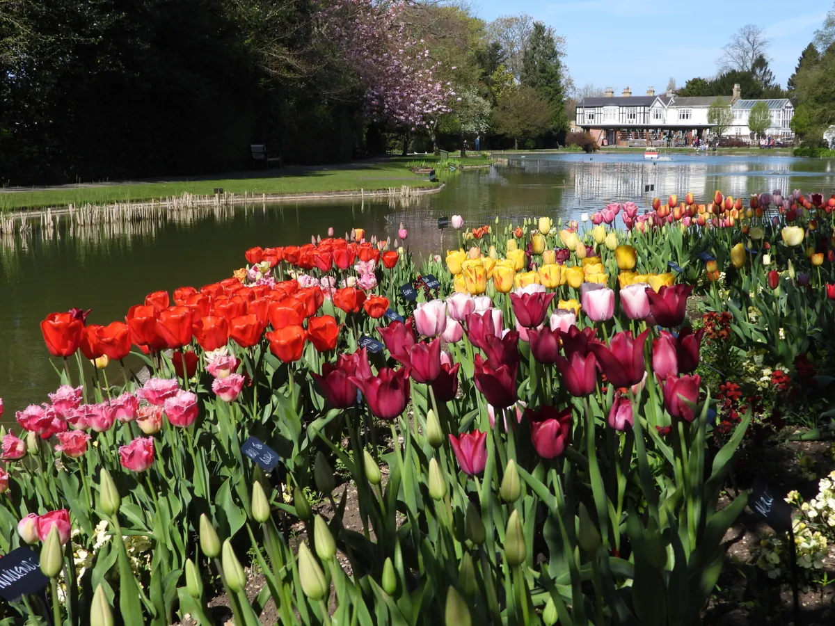 Burnby Hall Gardens tulips
