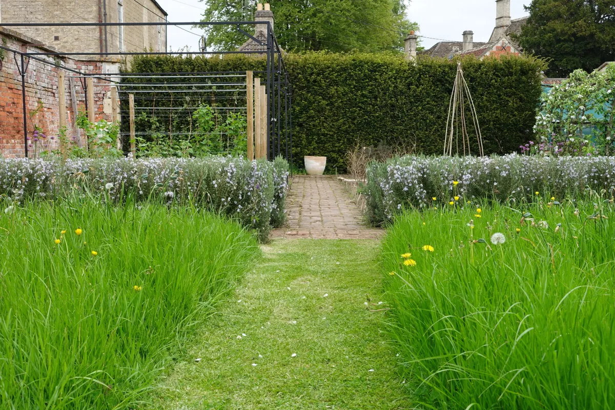 A grass path in a garden that hasn't been mown