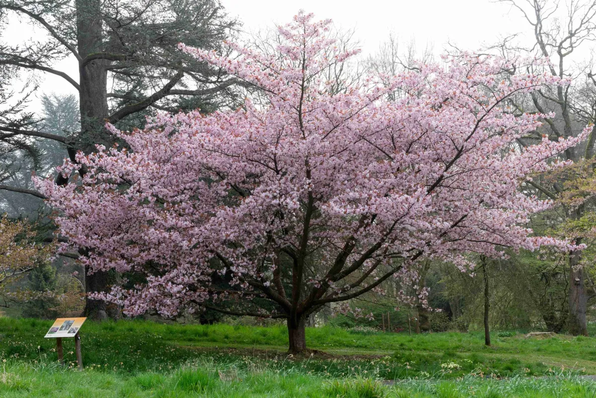 Japanese cherry tree at Batsford Arboretum