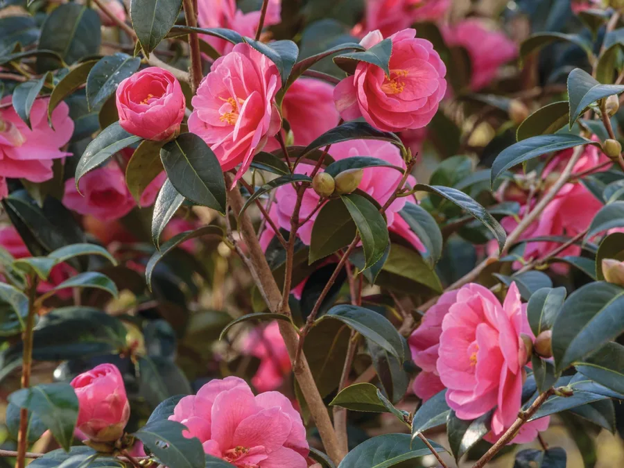 How to grow and care for winter flowering shrubs
