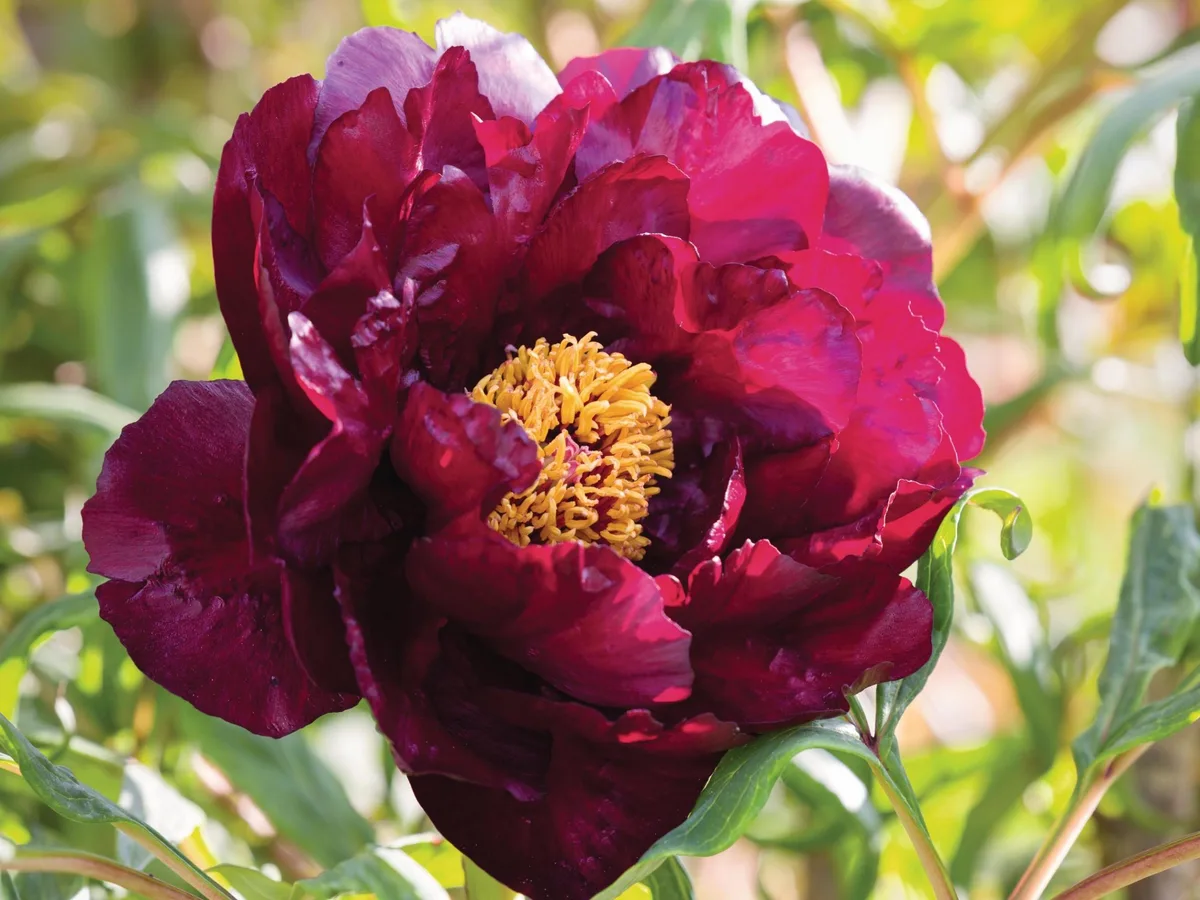 Dark red flower