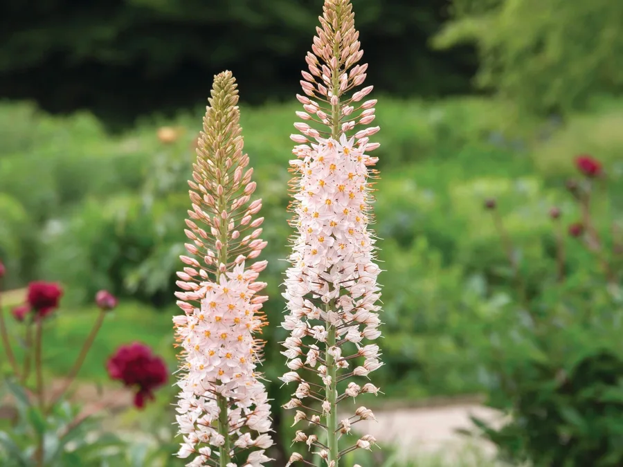 How to plant Eremurus: everything you need to know about these tall ...