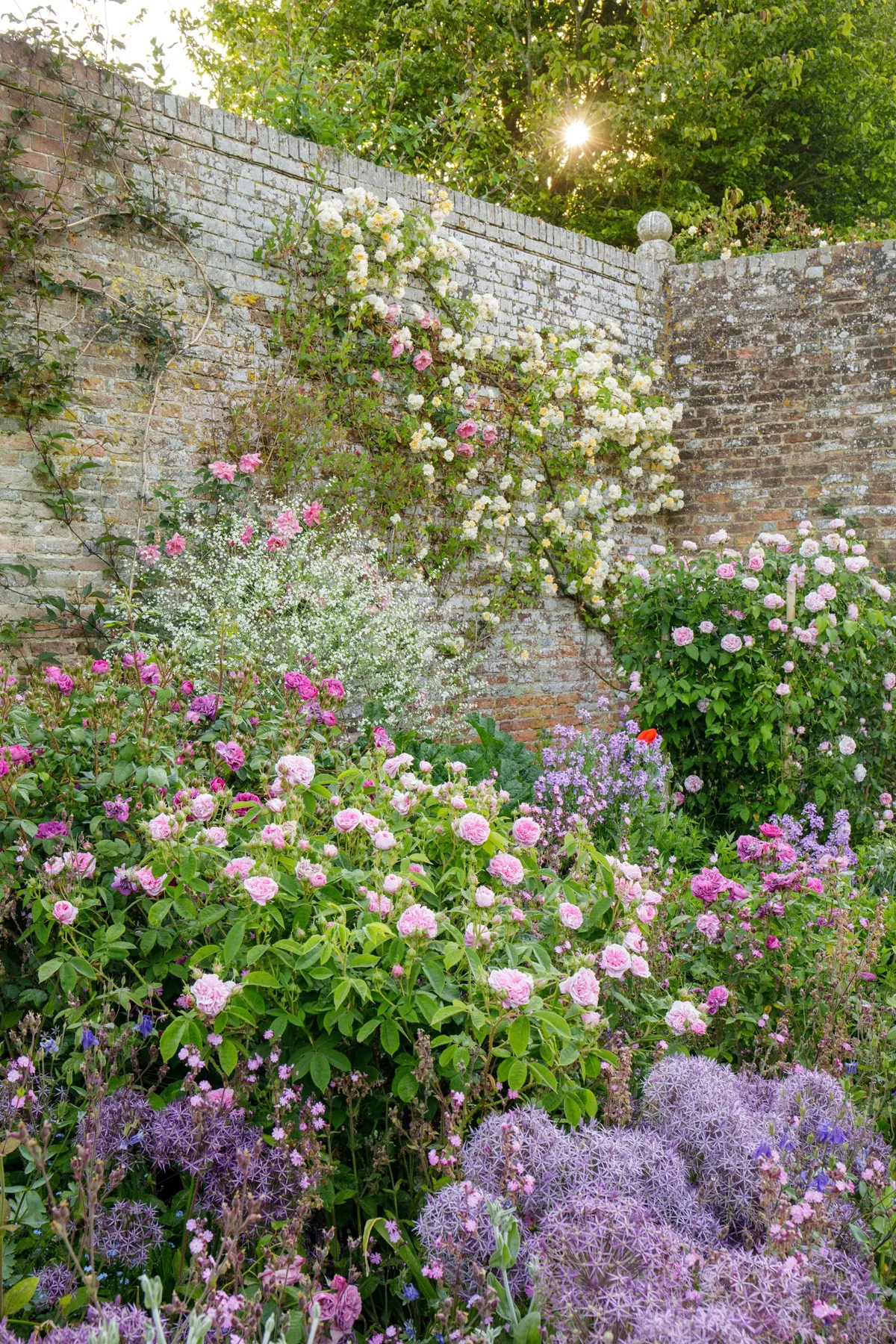 Sissinghurst rose garden Rosese in a walled garden