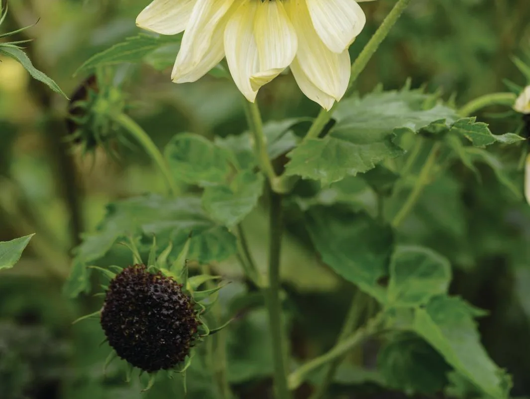 Helianthus debilis 'Vanilla Ice'