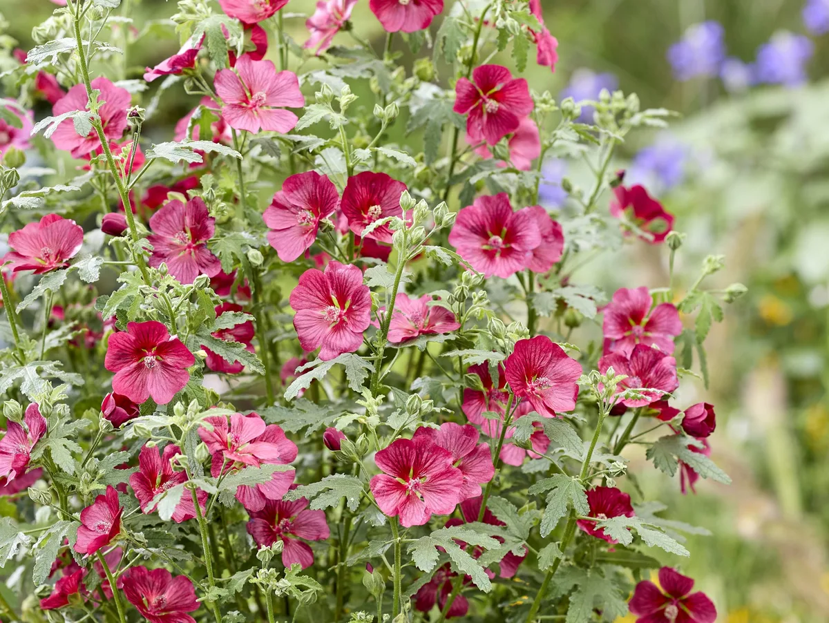 Anisodontea capensis CARNIVAL LIGHTS CANDY APPLE (‘Ib201-7’) (Carnival Lights Series) Anisodontea capensis CARNIVAL LIGHTS CANDY APPLE (‘Ib201-7’) (Carnival Lights Series)