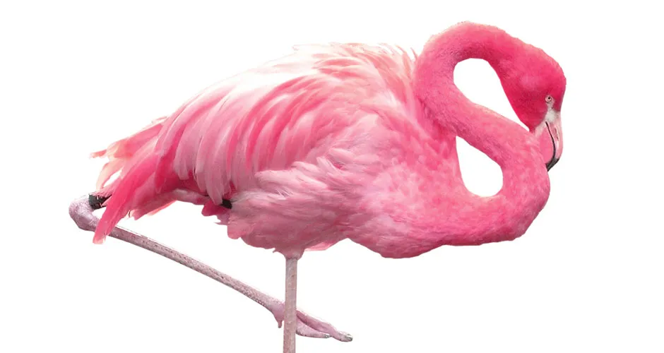 The How & Why of White Flamingos