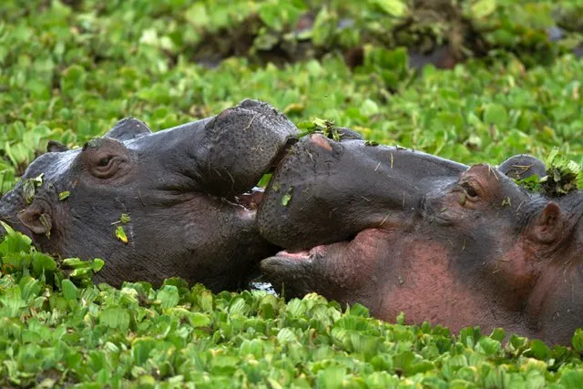 Hippos mating © Getty Images