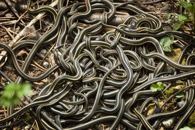 Large numbers of male Red-sided Garter Snakes gather around one female © Getty Images