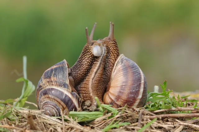 Snails © Getty Images