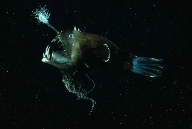 Angler fish © Getty Images