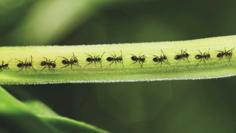 Why do ants walk in a straight line? © Getty Images