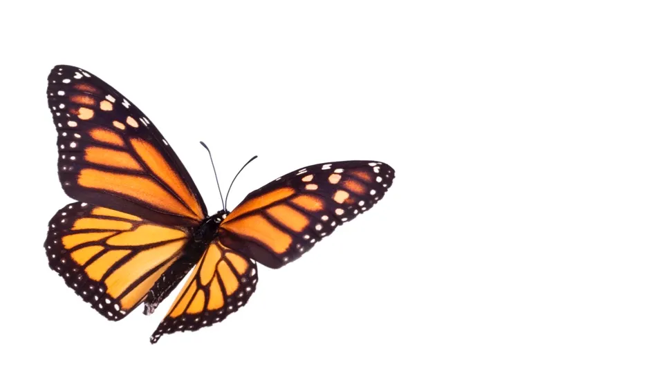 Why don't butterflies fly in straight lines? - BBC Science Focus