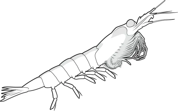 Euphausiid (krill) © Chris Philpott/BBC Focus