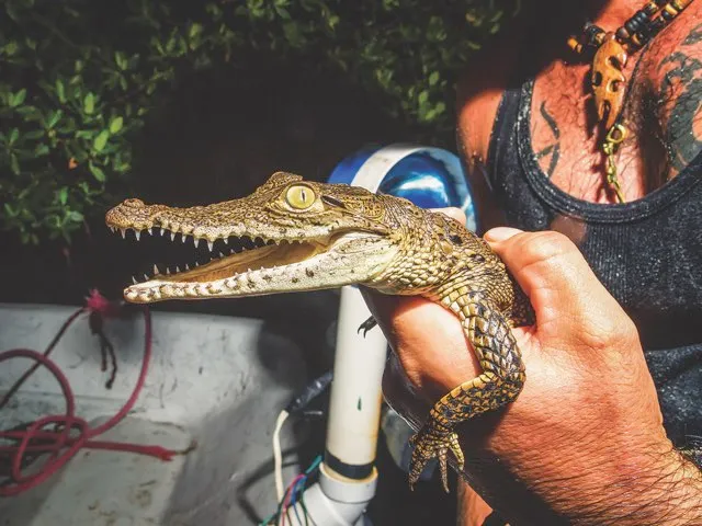 A member of Cherie’s team holds one of the smaller residents at the American Crocodile Education Sanctuary © Shawn Rener/Underwater Digital Images