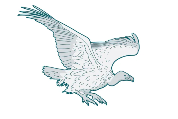 Rüppell’s griffon vulture
