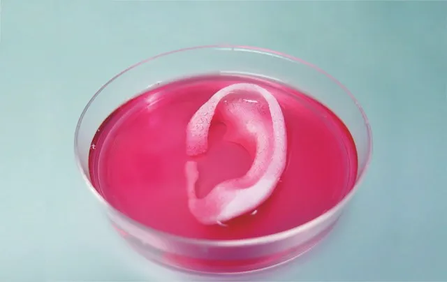 This ear was created using a 3D printer by Prof Anthony Atala at Wake Forest Institute for Regenerative Medicine. Once it’s been implanted, it develops functional tissue and blood vessels, so could be used to replace diseased or damaged tissue in patients. The team used the same technology to create bone and muscle, on which to test novel treatments