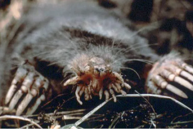 Star-nosed mole by US National Parks Service, Public domain, via Wikimedia Commons