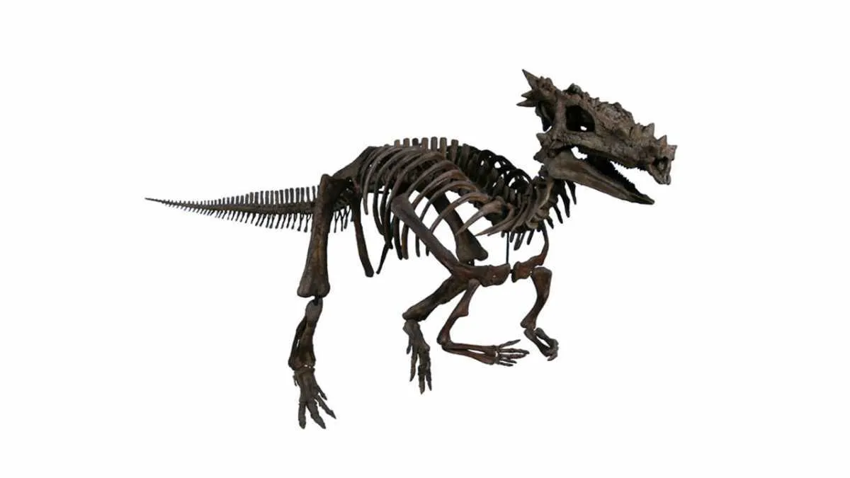 Dracorex by The Children's Museum of Indianapolis, CC BY-SA 3.0, Link