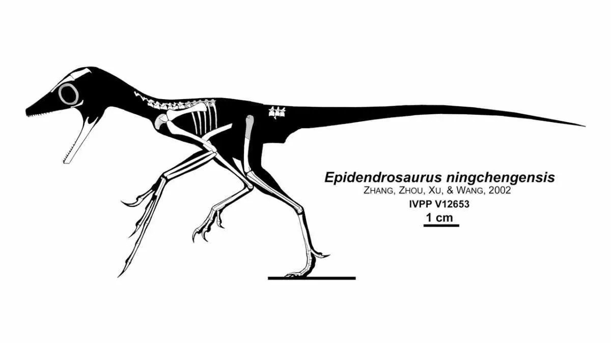 Epidendrosaurus by Jaime A. Headden (User:Qilong), CC BY 3.0, Link