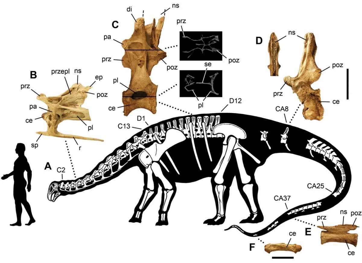 Nigersaurus by Carol Abraczinskas, Paul C. Sereno, Jeffrey A. Wilson, Lawrence M. Witmer, John A. Whitlock, Abdoulaye Maga, Oumarou Ide, Timothy A. Rowe - Structural Extremes in a Cretaceous Dinosaur. PLoS ONE. 2, 11, e1230. 2007. DOI:10.1371/journal.pone.0001230(1), CC BY 2.5, Link
