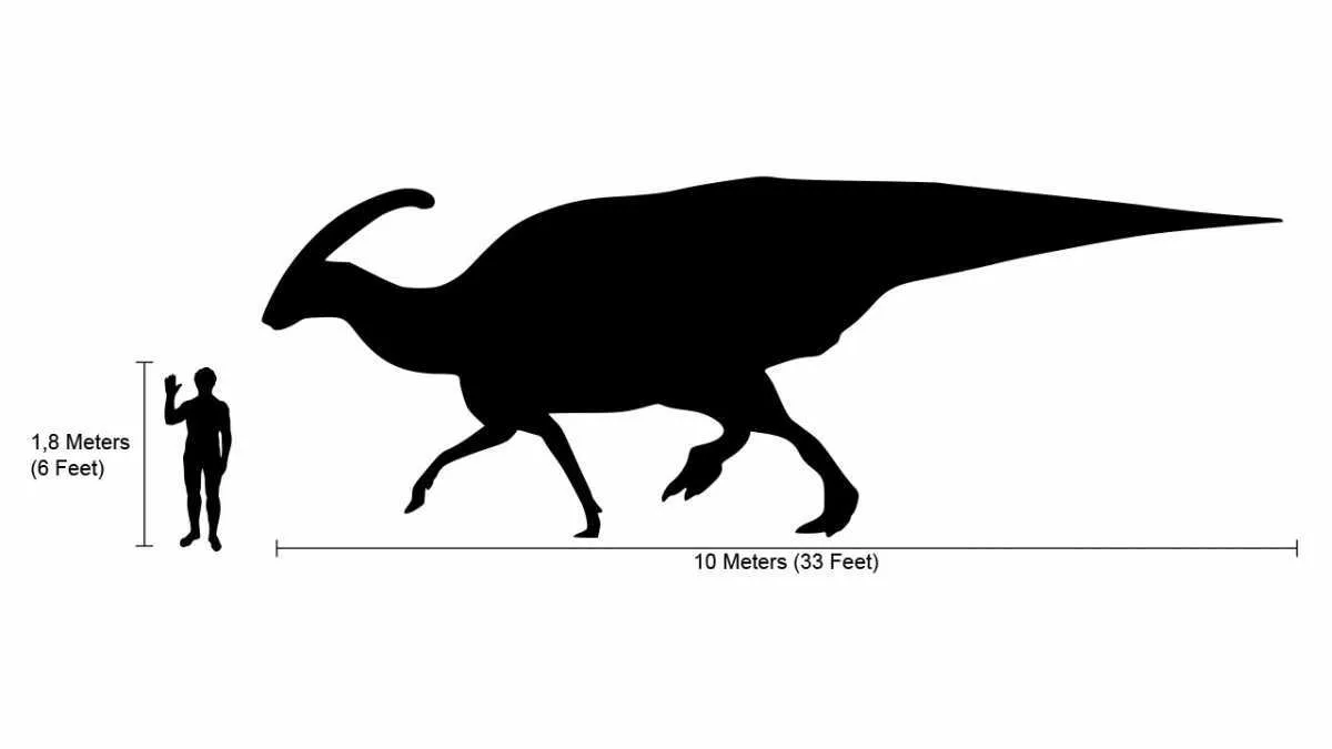 Parasaurolophus By Marmelad - Based on Image:Human-parasaurolophus size comparison2.png, CC BY-SA 2.5, Link
