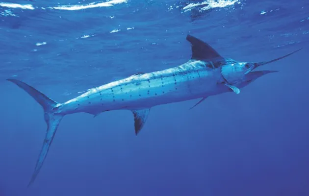 Striped marlin © Getty Images