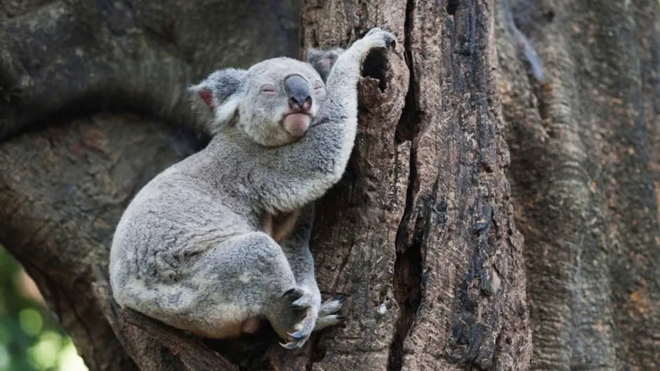 Top 10: Which animals sleep the most?