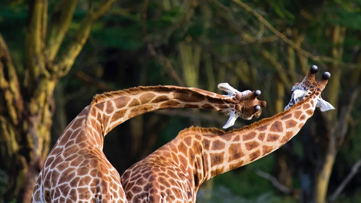 Two Rothschild Giraffe in 'necking' contest - Lake Nakuru National Park, Kenya © WLDavies/Getty Images The giraffe's neck serves a number of functions: which of these functions shaped its evolution is the subject of much debate among biologists © WLDavies/Getty Images