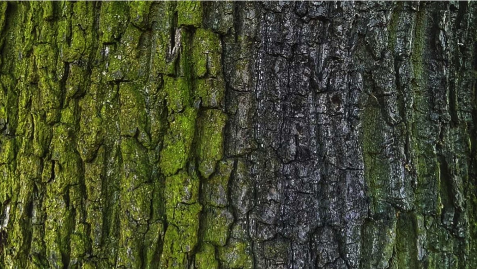 Bark shedding from trees during summer - Gardening in Michigan