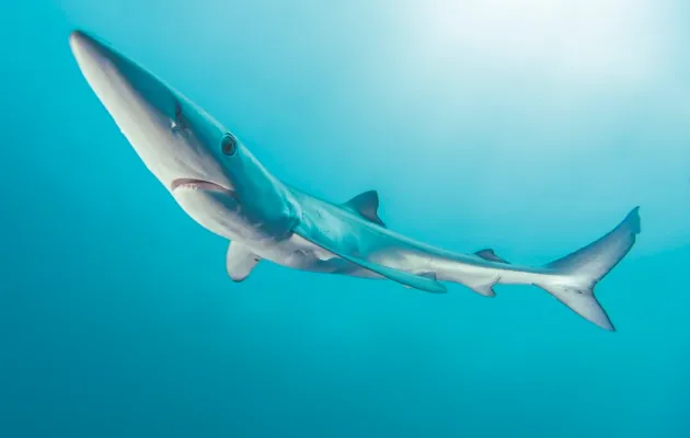 Blue shark © Getty Images