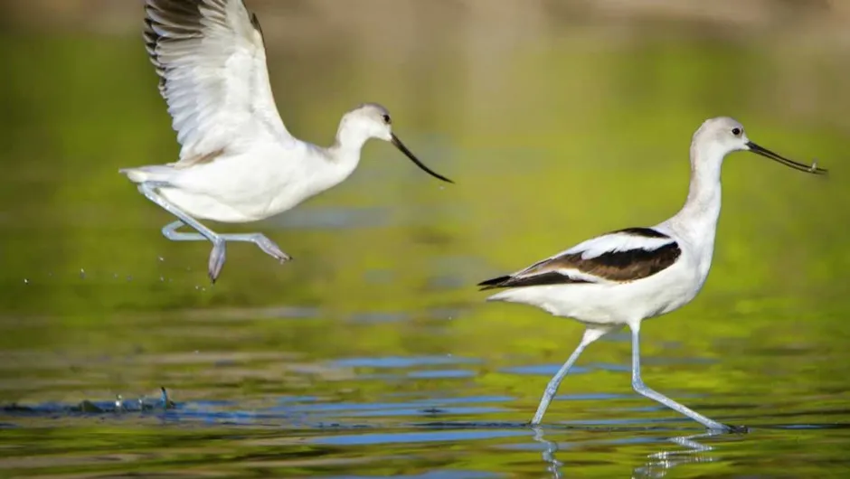 Why do some birds hop and others run? - BBC Science Focus Magazine