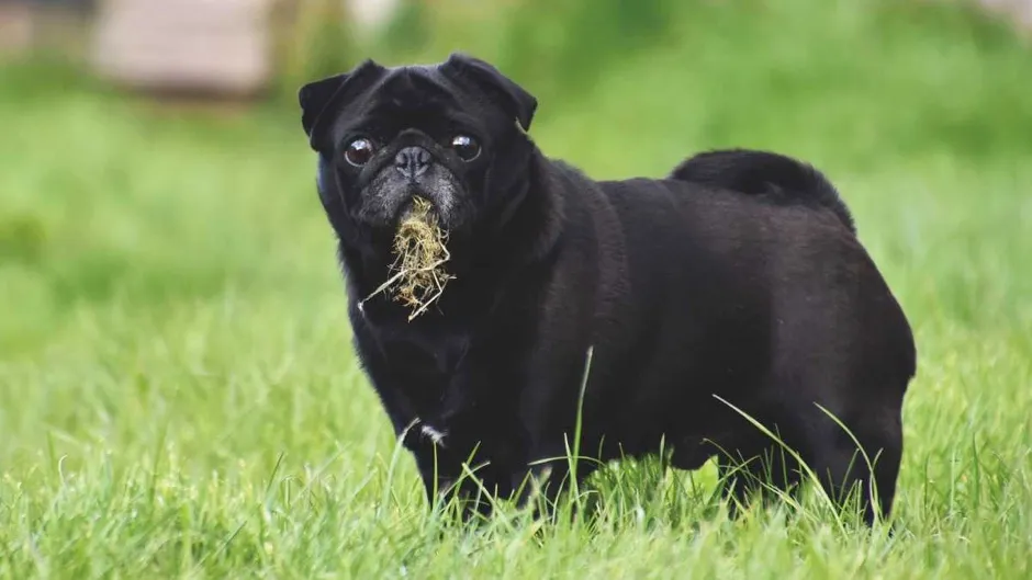 A pug with a mouthful of grass © Getty Images