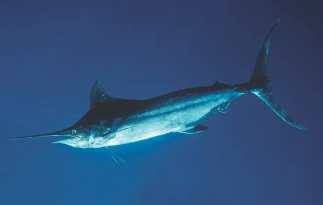 Black Marlin © Getty Images