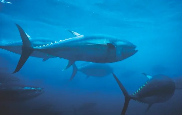Atlantic bluefin tuna © Getty Images