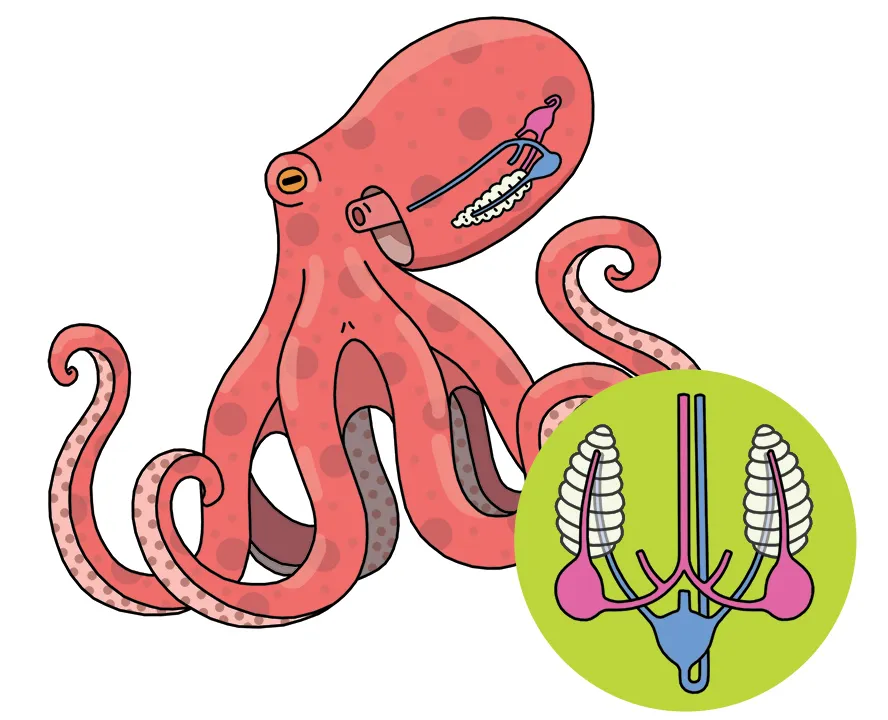 How many hearts does an octopus have? - BBC Science Focus Magazine