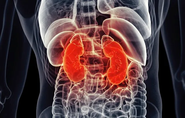 Kidneys © iStock