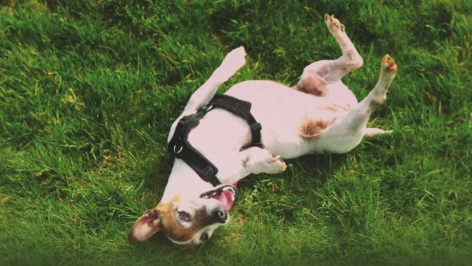 Small dog rolling in grass © iStock