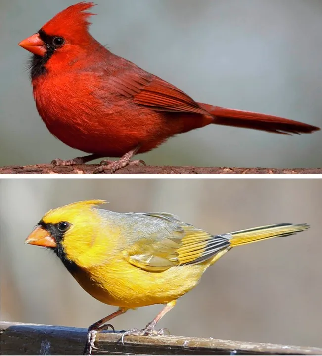 A Red and Yellow Cardinal © Geoffrey E. Hill (red cardinal) and Jim McCormac (yellow cardinal)