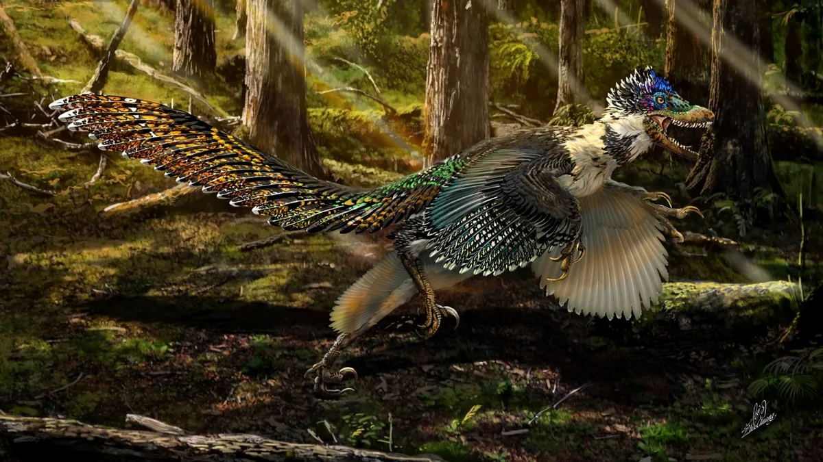 Zhenyuanlong was discovered in the Liaoning region of China and its fossilised remains suggest that this dinosaur was covered in feathers © Chuang Zhao