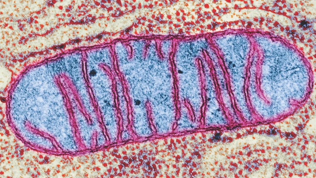 Mitochondria are the ‘batteries’ of cells, but also contain their own DNA © Getty