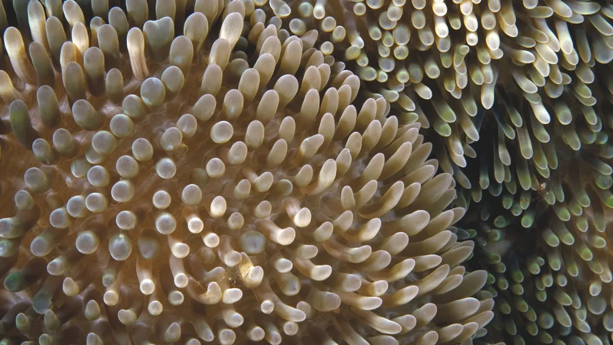 Sea anemones © Getty