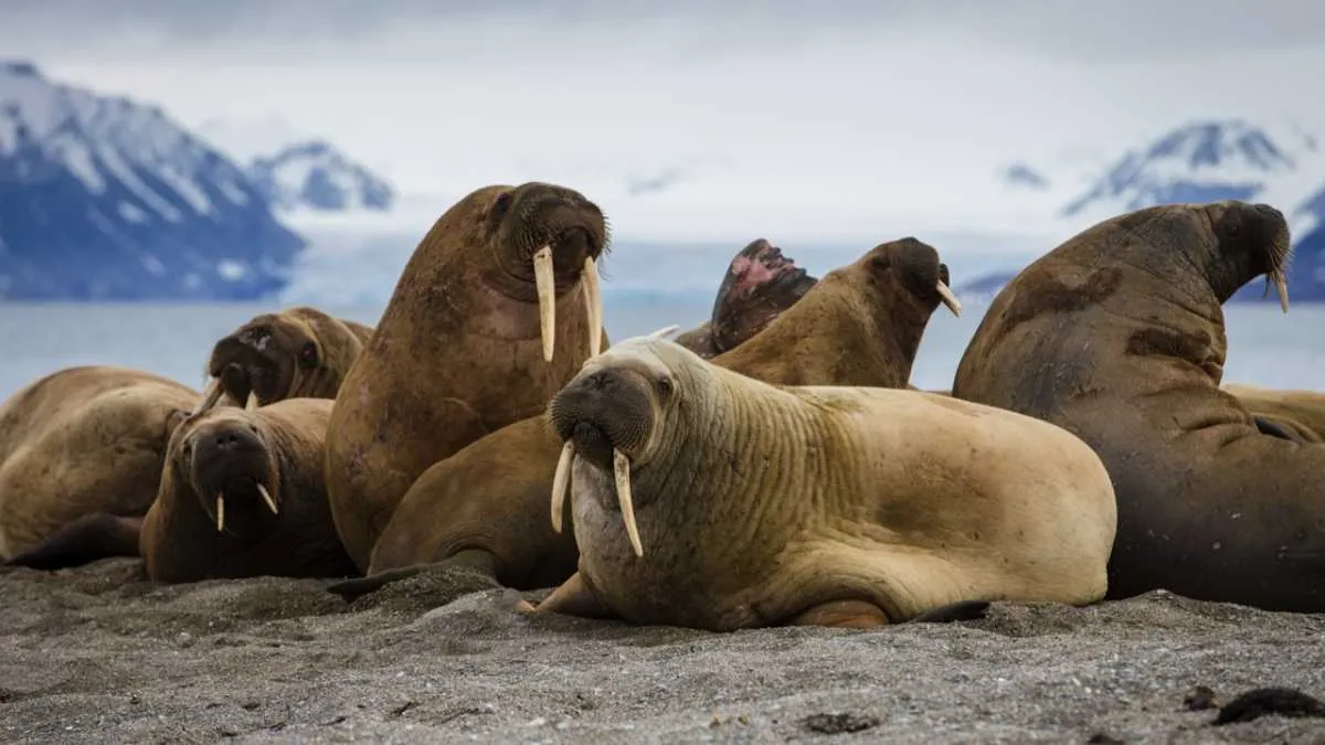 Walrus © Getty Images