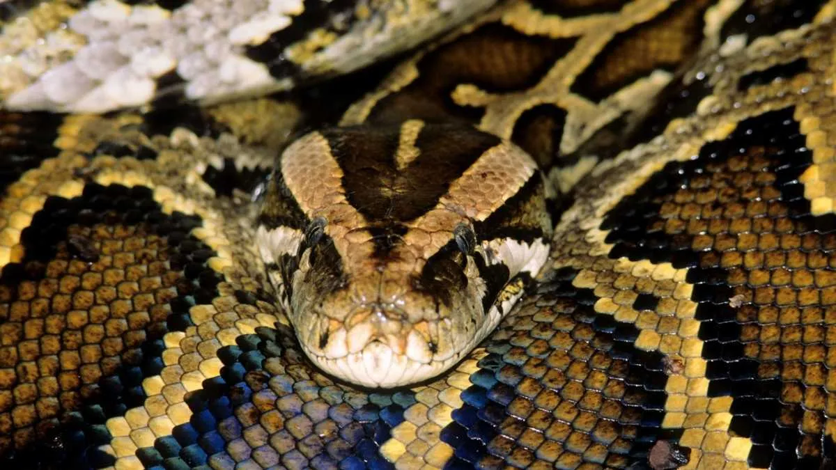 Burmese Python © Getty Images