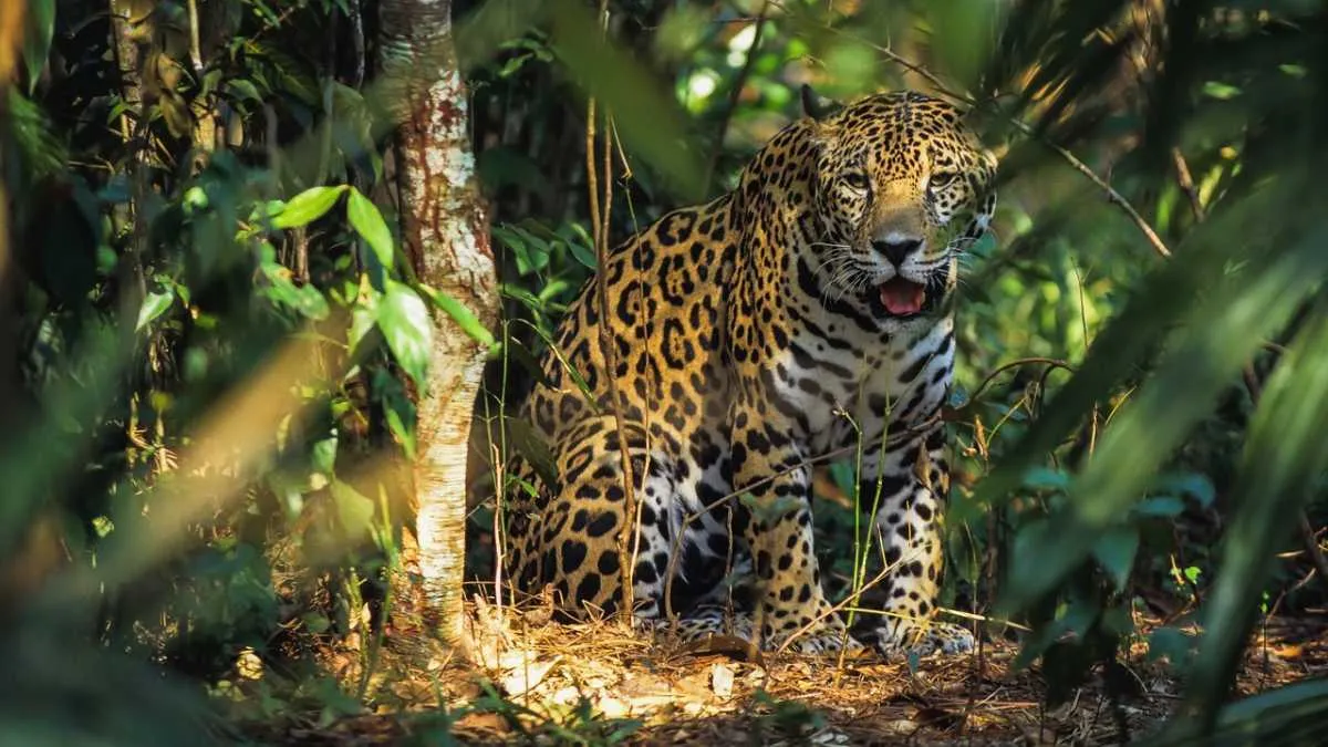 Jaguar © Getty Images