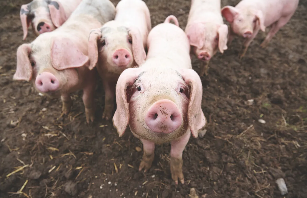 Pigs are more physiologically similar to humans than some other animals © Getty Images