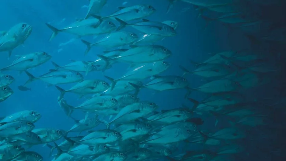 Do all fish and shellfish contain mercury? - BBC Science Focus Magazine
